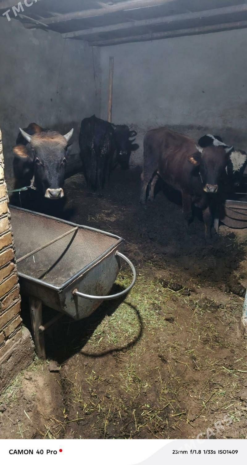 BAKYDA DURAN OKUZLER - Mary - img 2