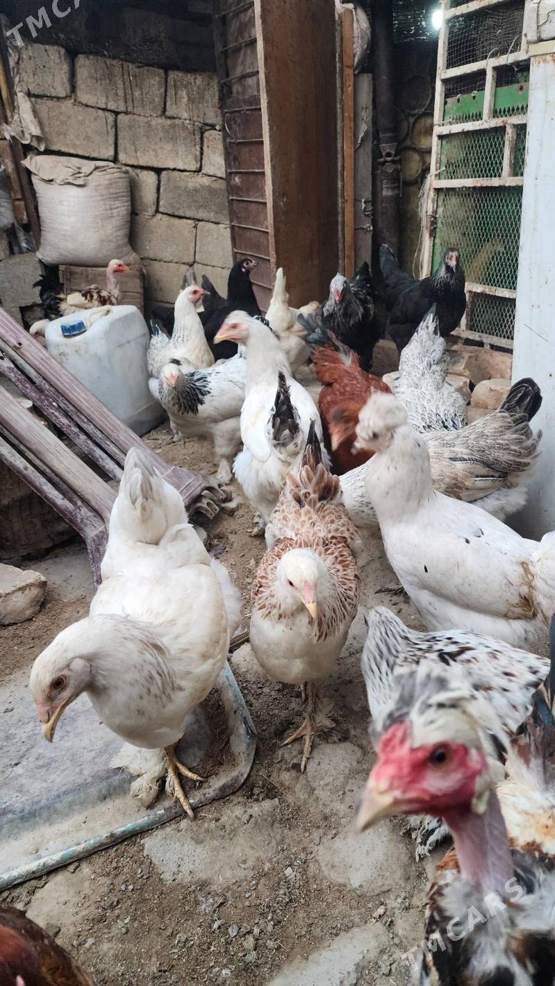 balgar tovuk - Änew - img 2