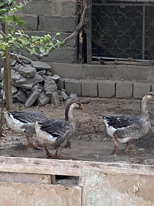 Gaz - Туркменабат - img 3