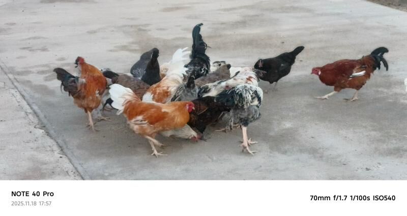 yas towuklar - Балканабат - img 1