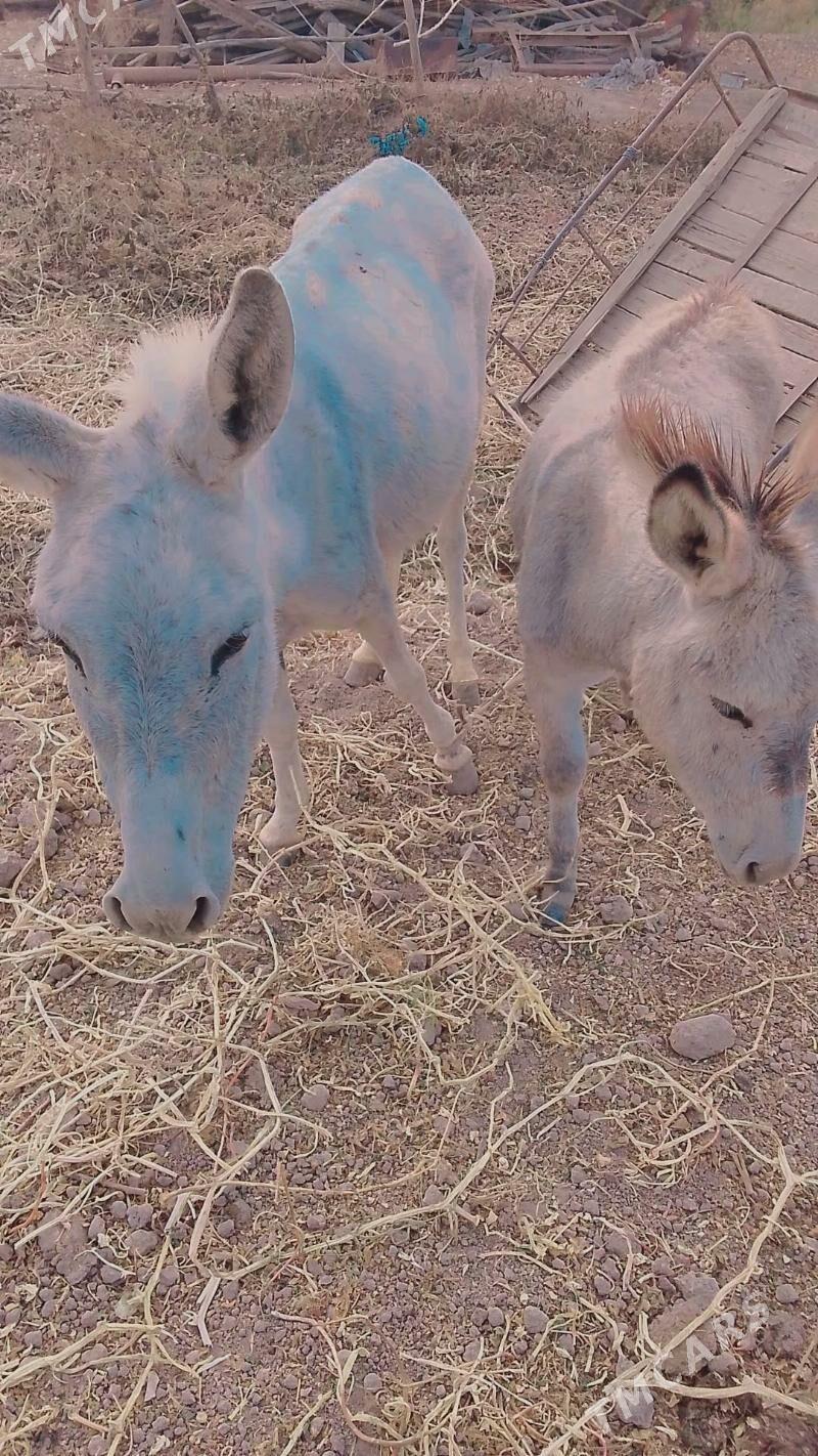 Eşek - Сакар - img 3