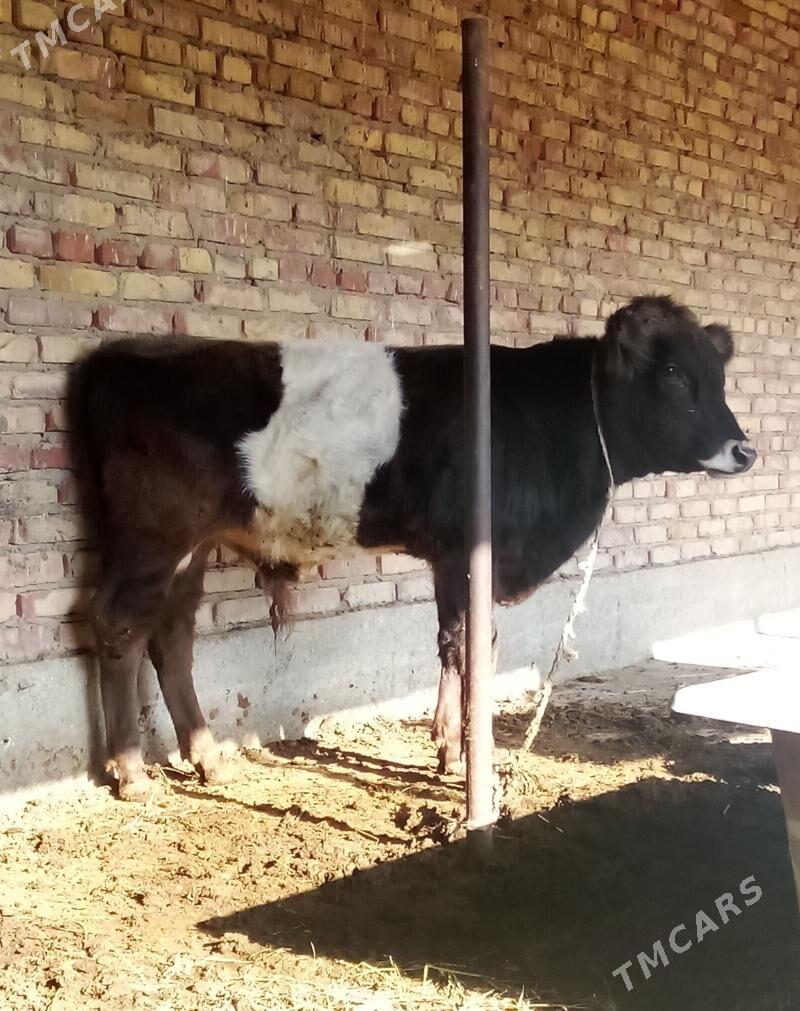 Gibrir Tüwe we Gibrit Öküzler - Gökdepe - img 10