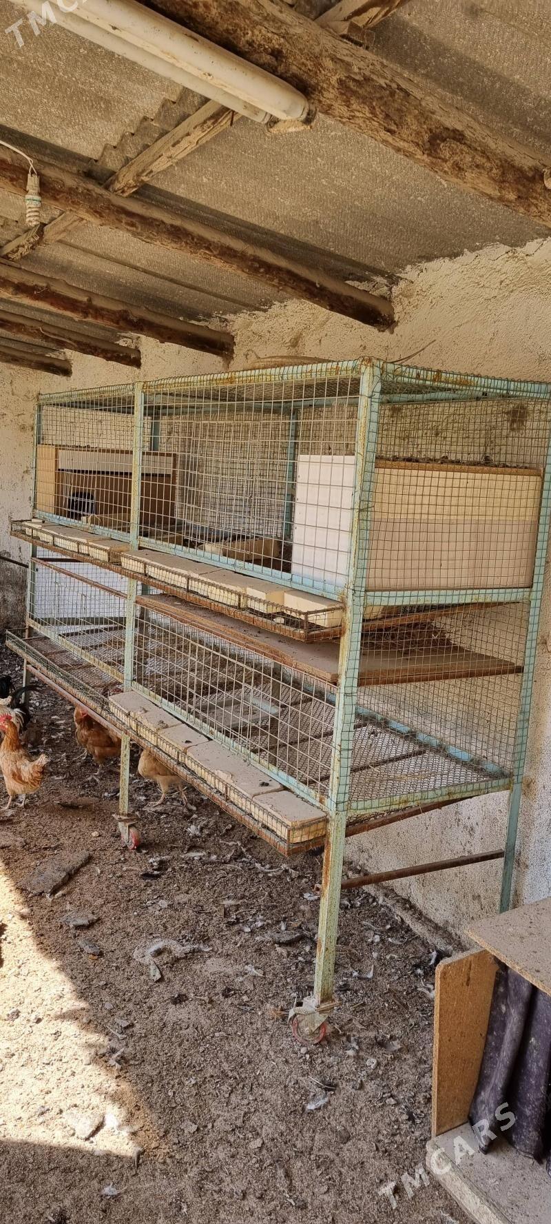 ketek setka bruder - Änew - img 4