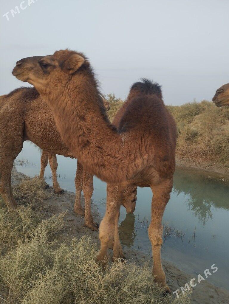 Gaýalyk - Байрамали - img 2