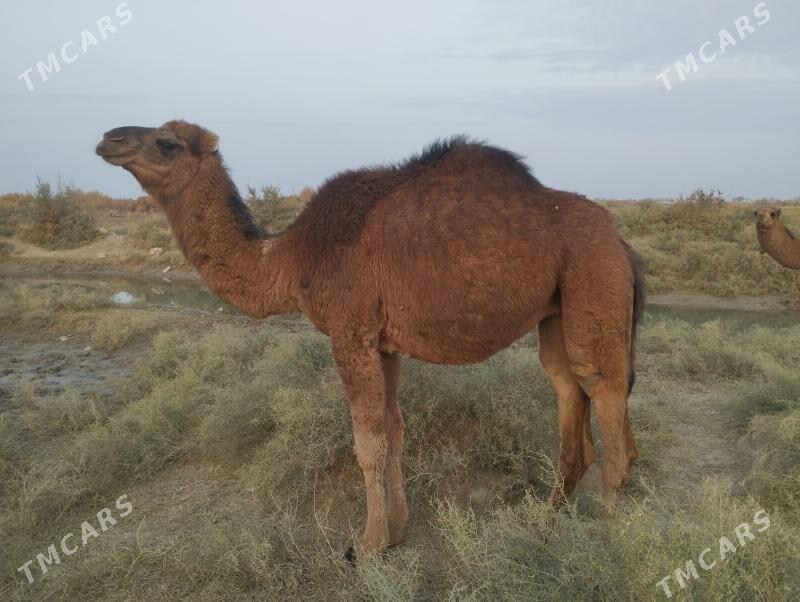 Gaýalyk - Байрамали - img 1