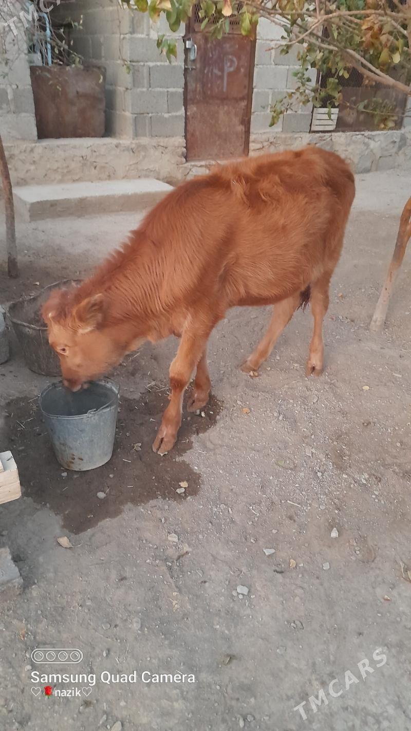 göle - Bereket - img 3