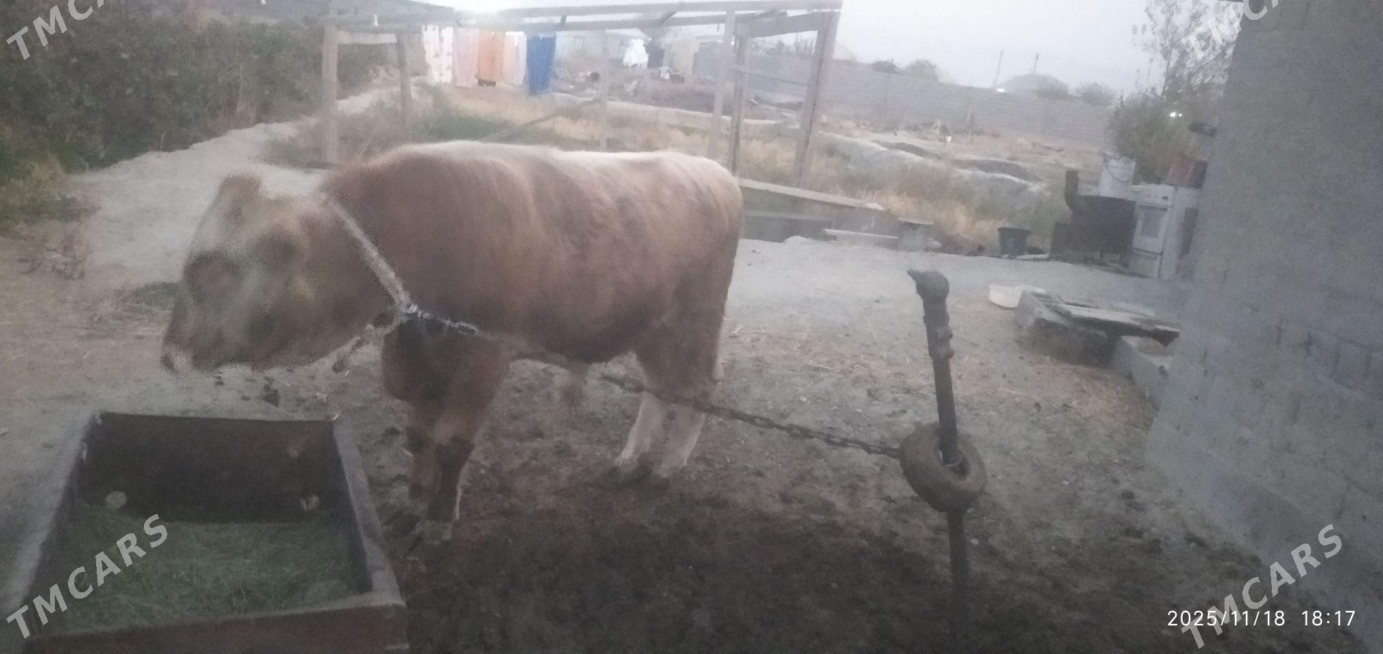 Öküz - Бахарден - img 2