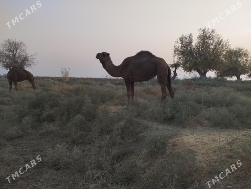 Gaýalyk - Байрамали - img 5