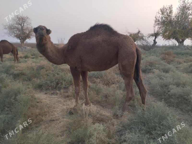 Gaýalyk - Байрамали - img 4