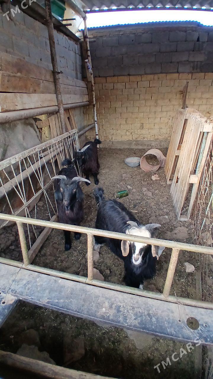 cewis - Aşgabat - img 3