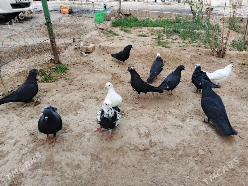 kepderi кепдери голуб - Büzmeýin - img 2