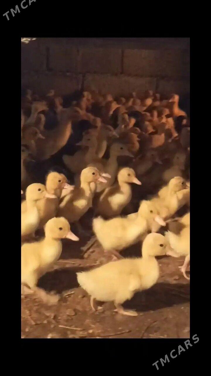 20gunluk ordek - Анев - img 5