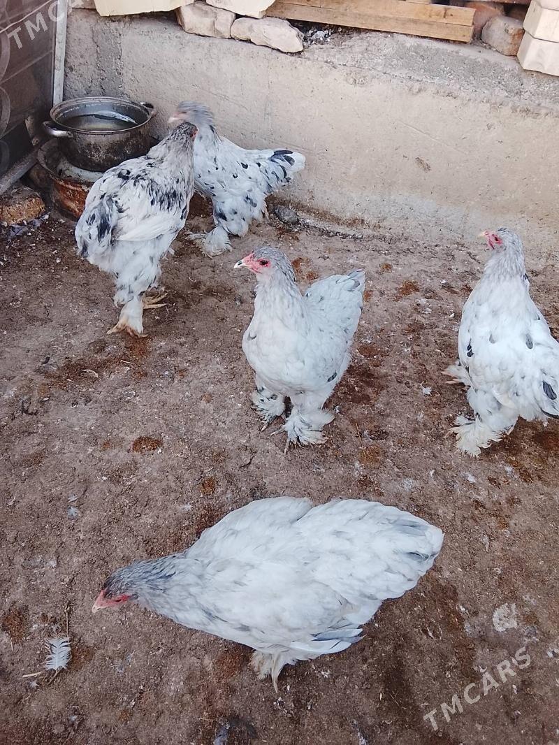 brama.blu.motlet. - Çoganly - img 1