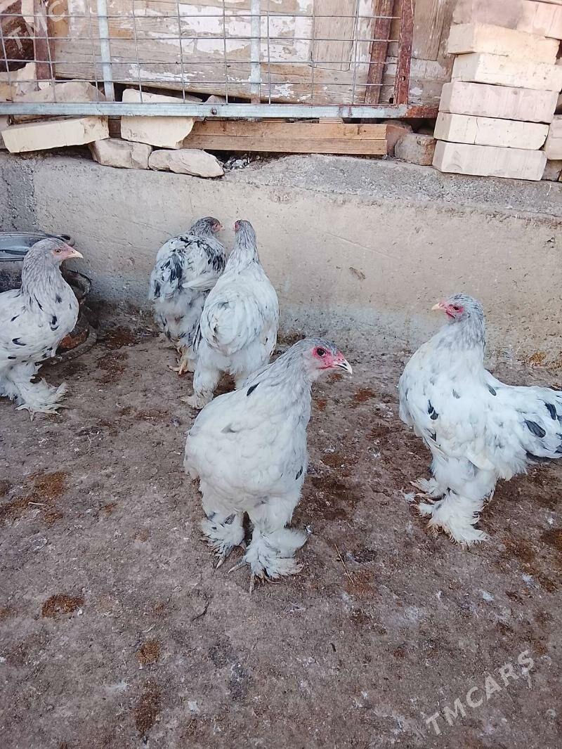 brama.blu.motlet. - Çoganly - img 2