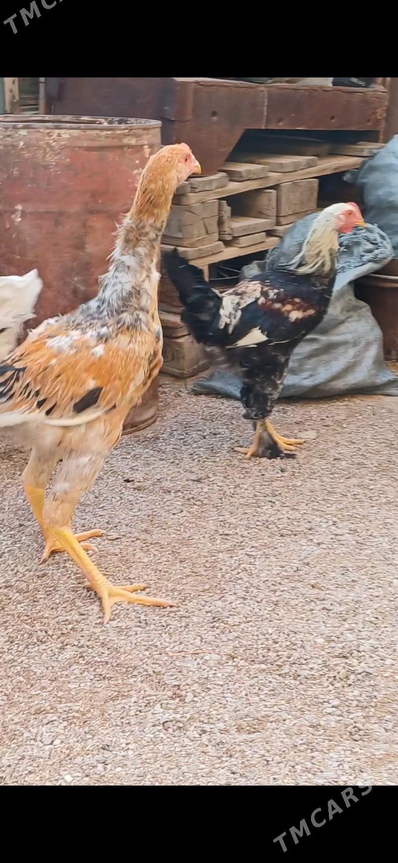 Armyan horaz. - Балканабат - img 2