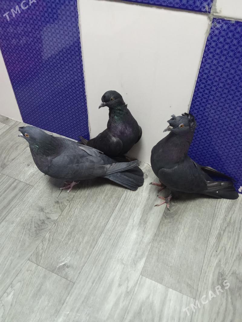 kepderi - Гызыларбат - img 5