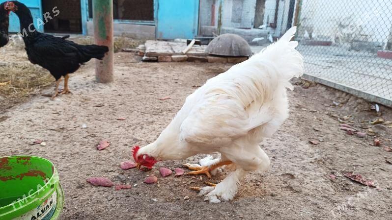 Ak brama horoz jüýje - Gyzylarbat - img 3