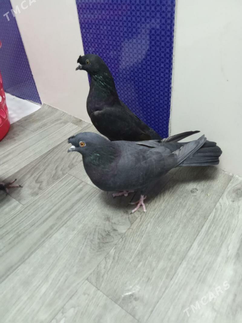 kepderi - Гызыларбат - img 2