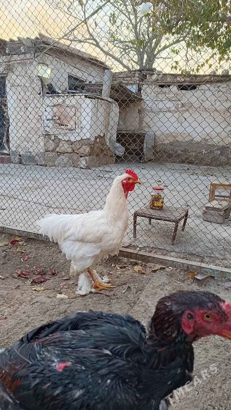 Ak brama horoz jüýje - Gyzylarbat - img 2