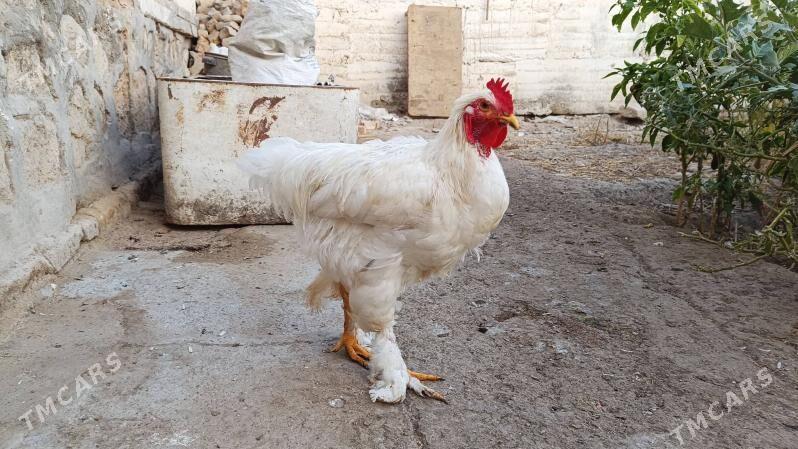 Ak brama horoz jüýje - Gyzylarbat - img 1