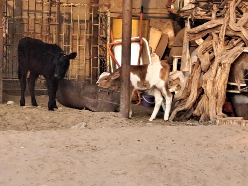 Gole okuzceler - Aşgabat - img 1