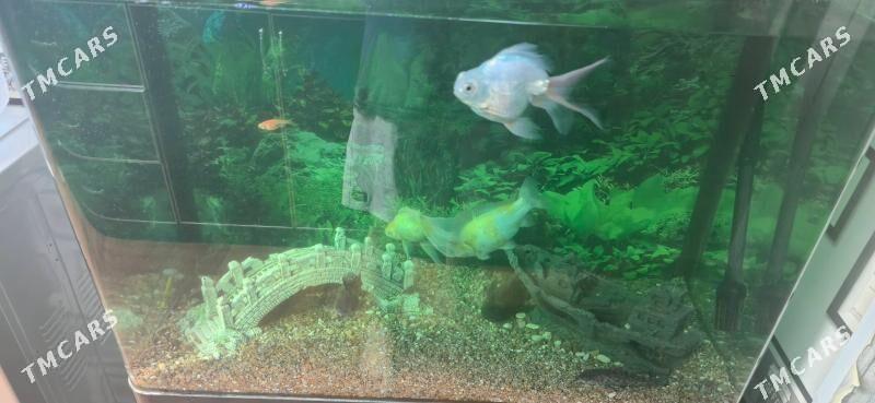 Balyk (Рыбки) - Bekrewe - img 1