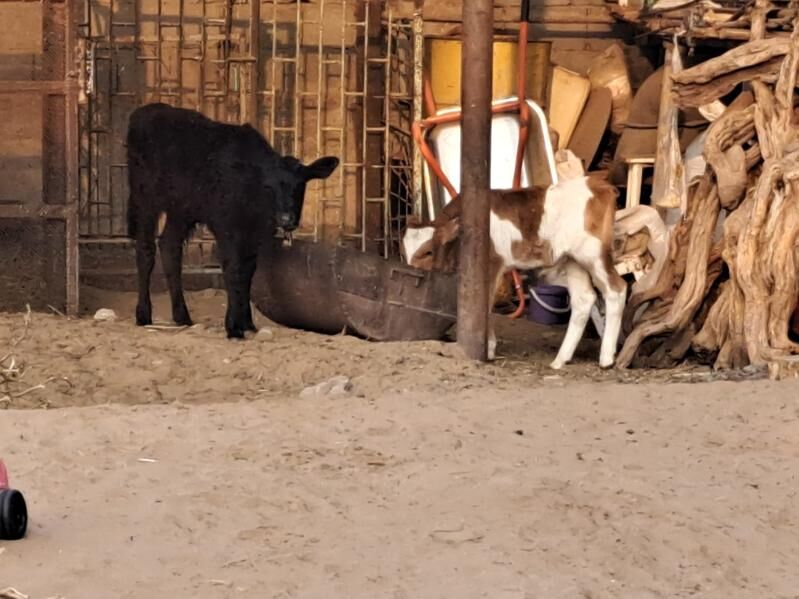 Gole okuzceler - Aşgabat - img 2