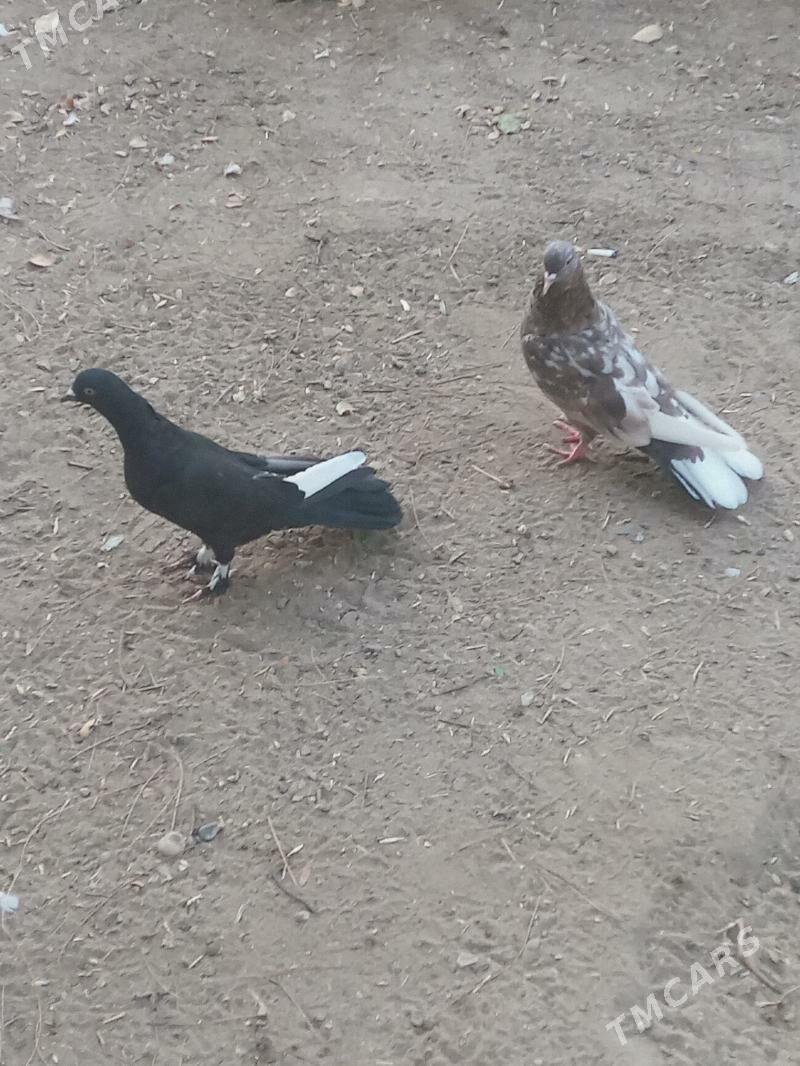 Kepderi - Балканабат - img 1