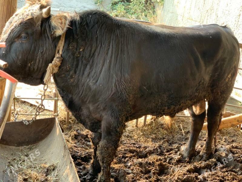 bakymda duran öküz - Багир - img 2