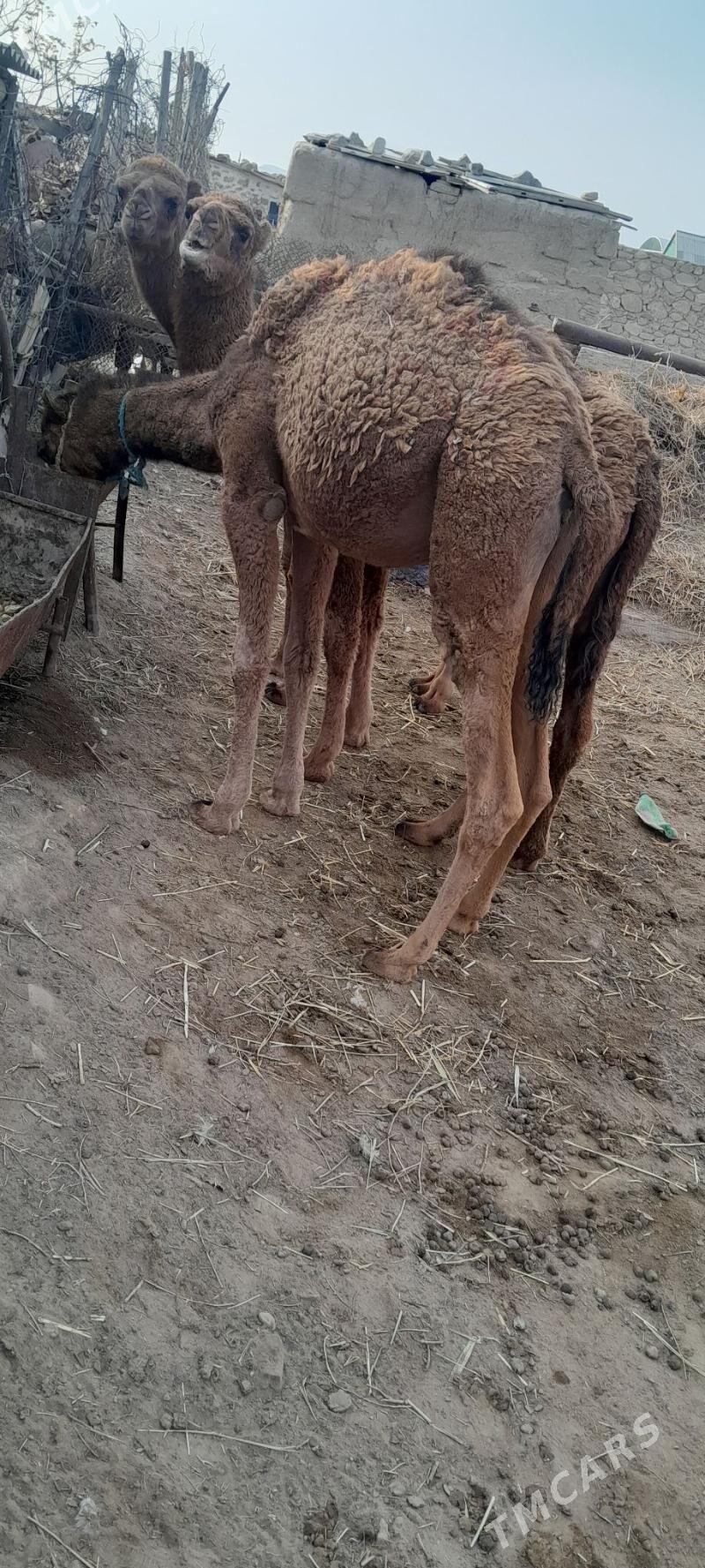 torumlar - Берекет - img 2