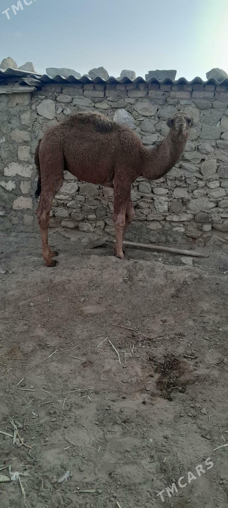 torumlar - Берекет - img 4