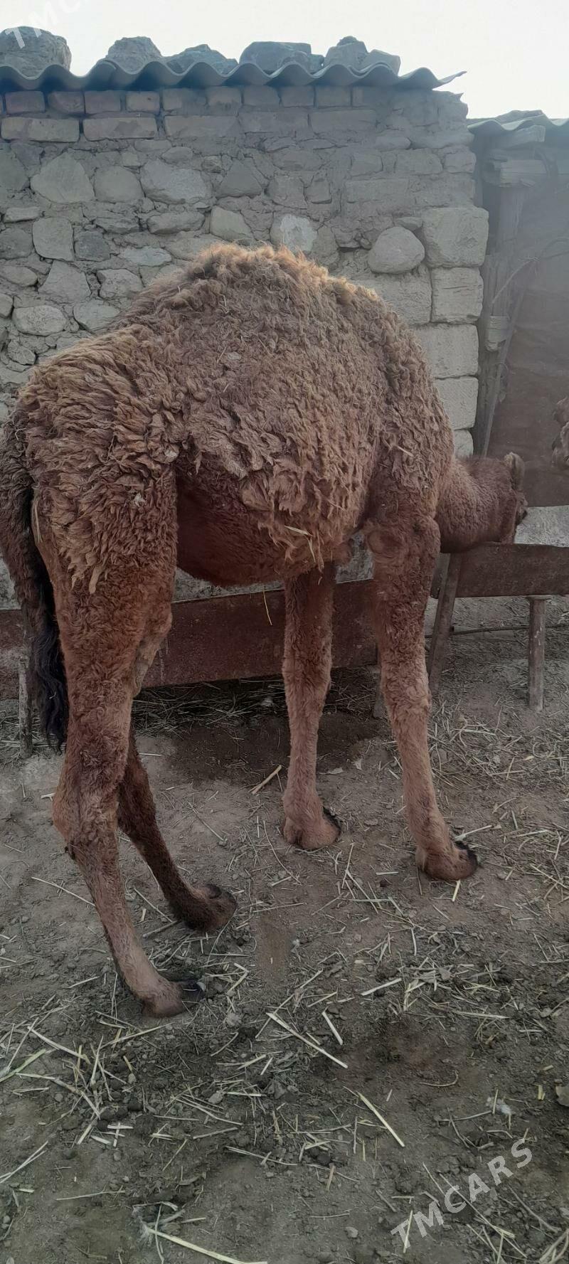 torumlar - Берекет - img 7