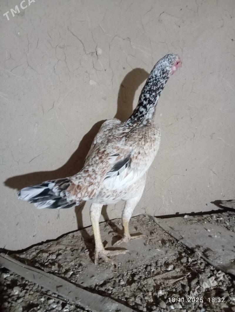 TOWUK - Murgap - img 4