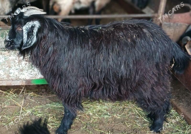 Cebis - Çoganly - img 3