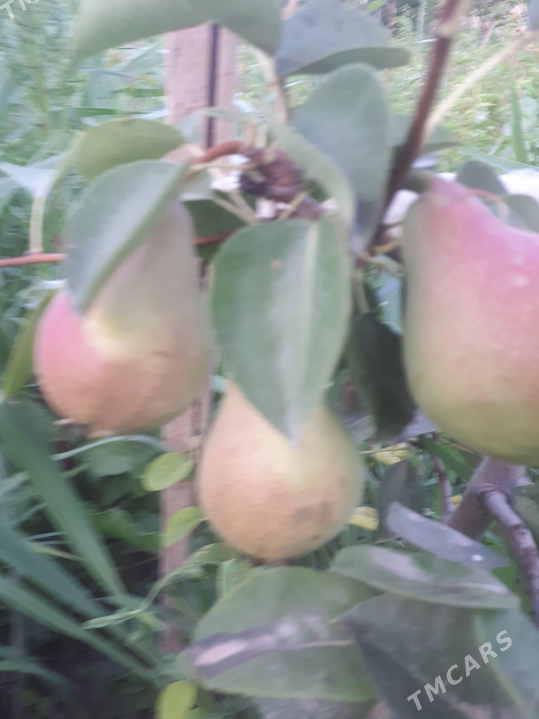 Miveli bag - Дашогуз - img 9