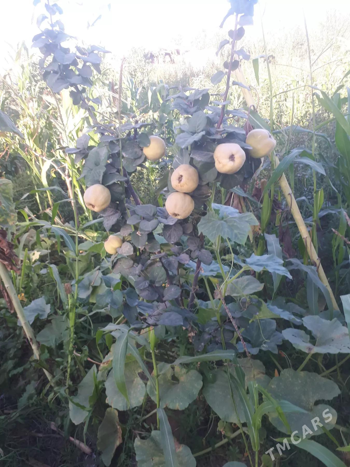 Miveli bag - Дашогуз - img 6