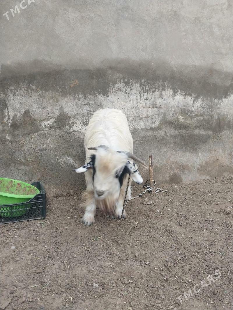 Cebis - Çoganly - img 1