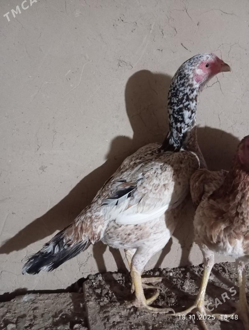 TOWUK - Murgap - img 5