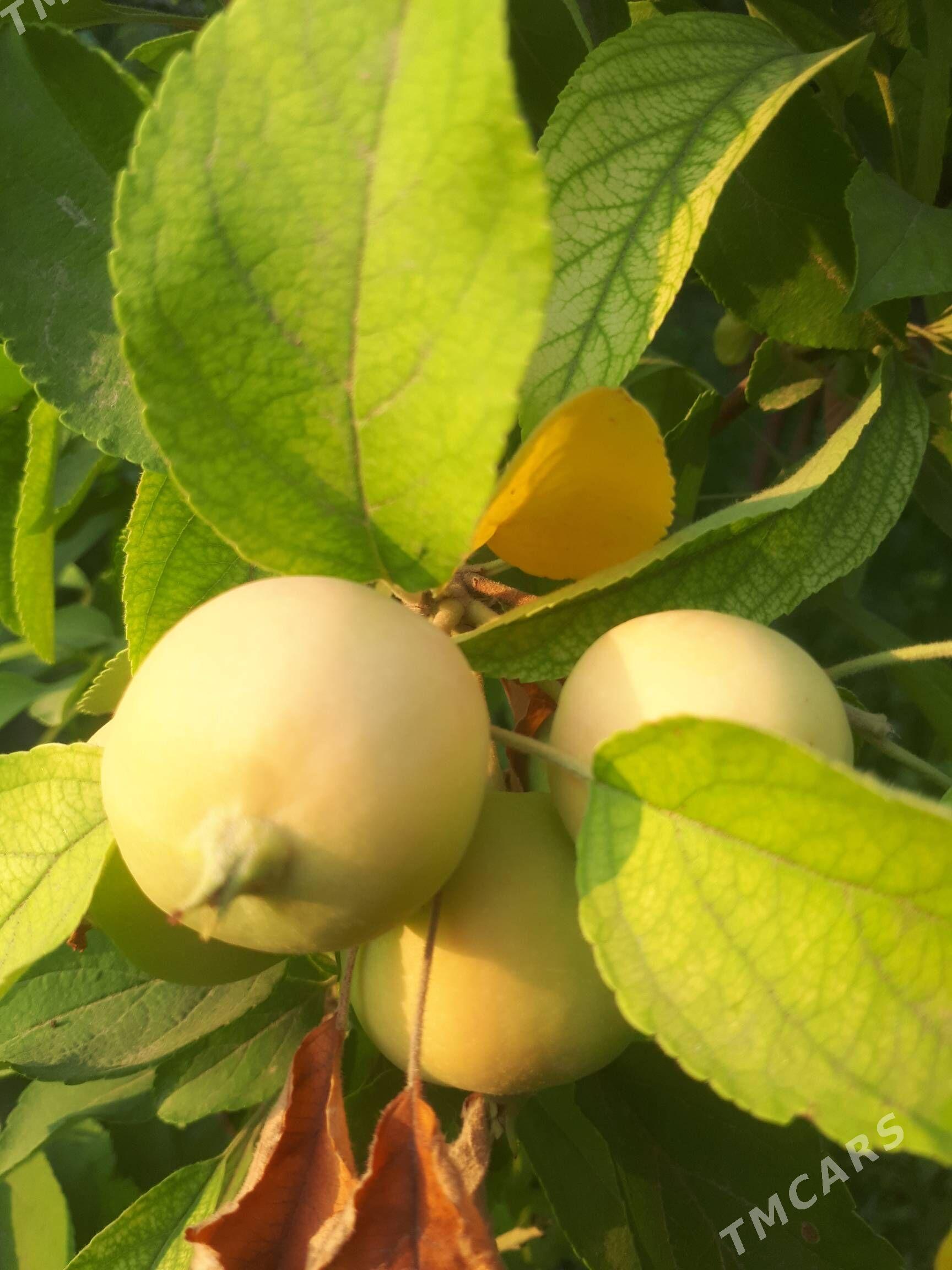 Miveli bag - Дашогуз - img 7