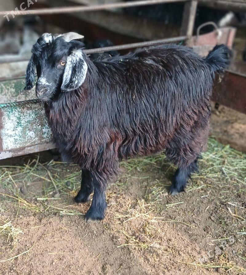 Cebis - Çoganly - img 4