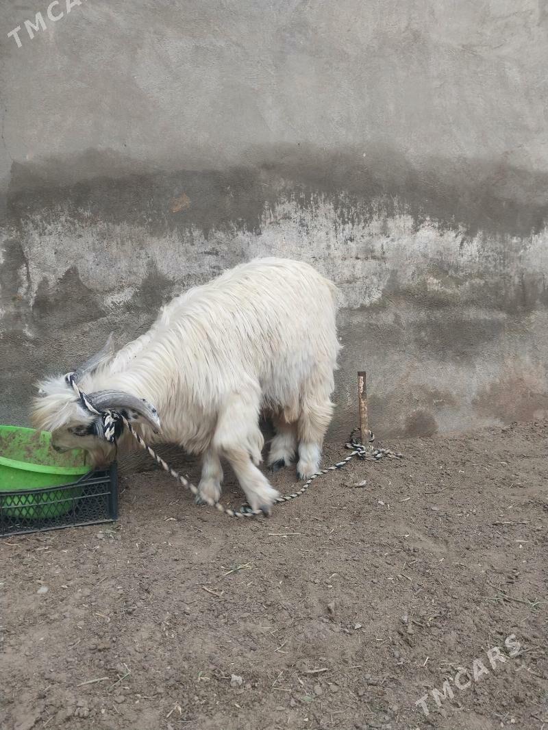 Cebis - Çoganly - img 2