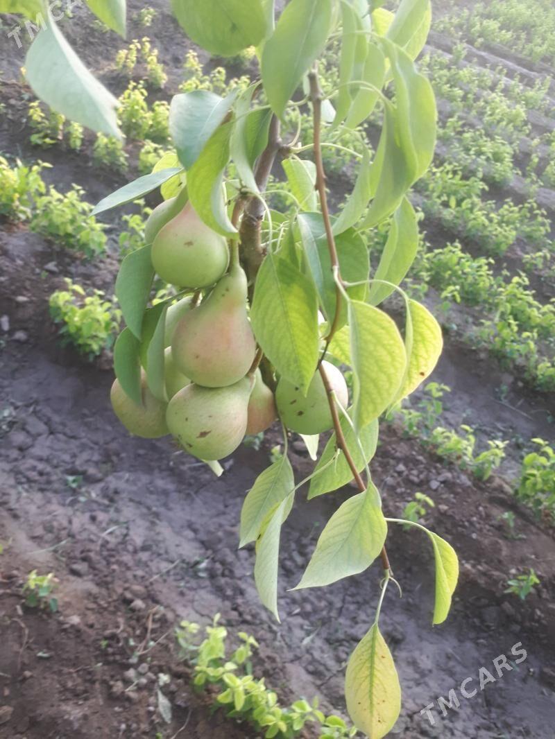 Miveli bag - Дашогуз - img 8