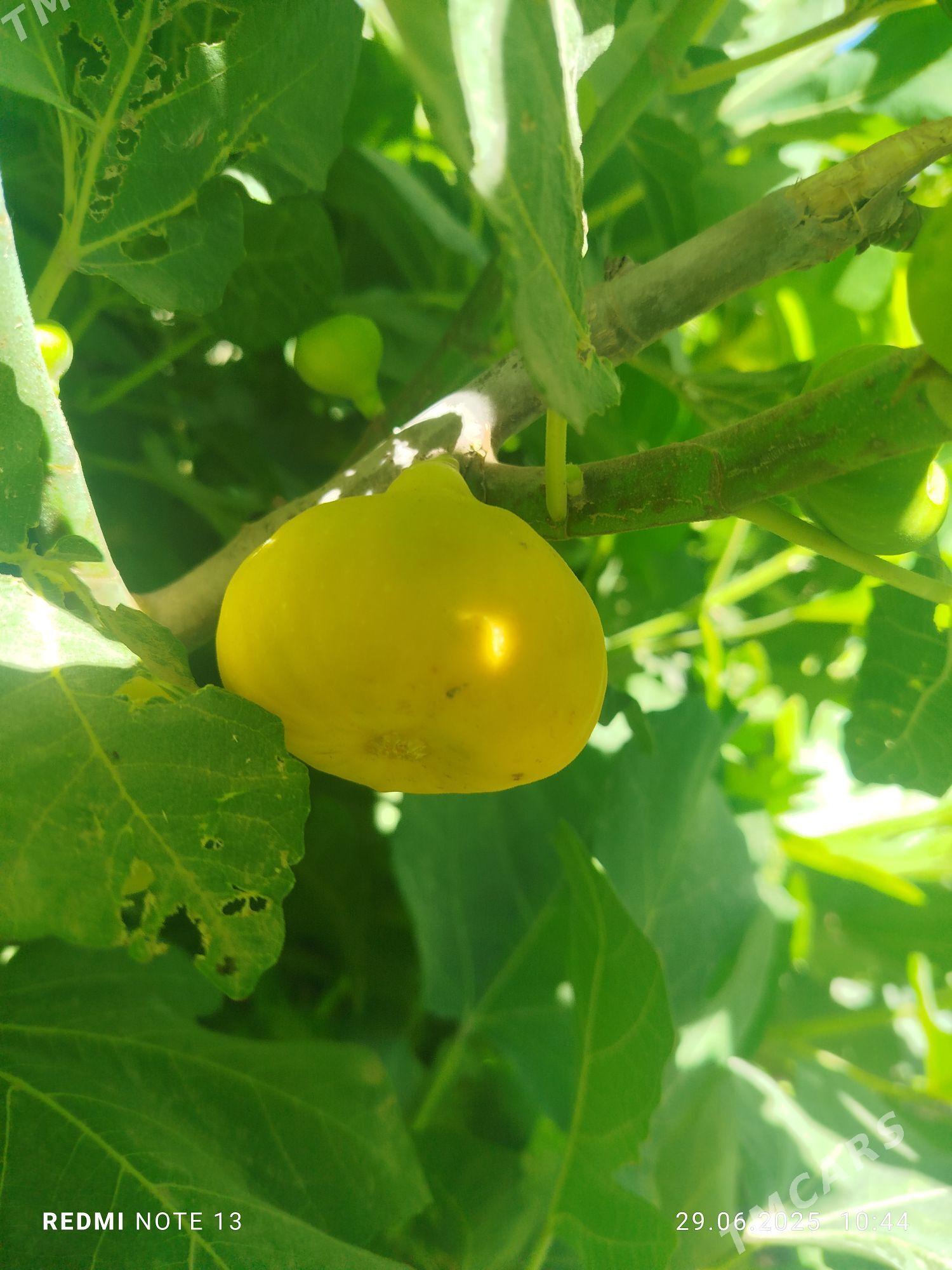 Miveli bag - Дашогуз - img 5