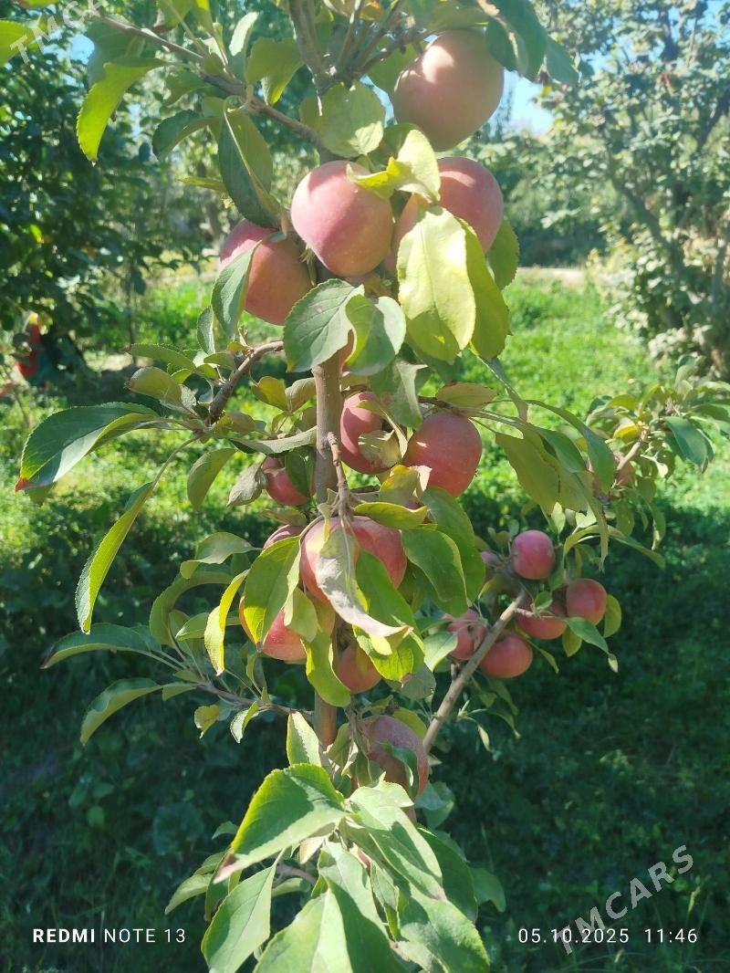 Miveli bag - Дашогуз - img 4