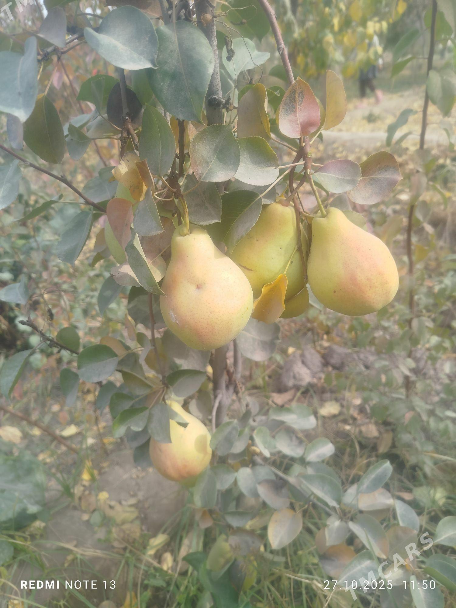 Miveli bag - Дашогуз - img 3