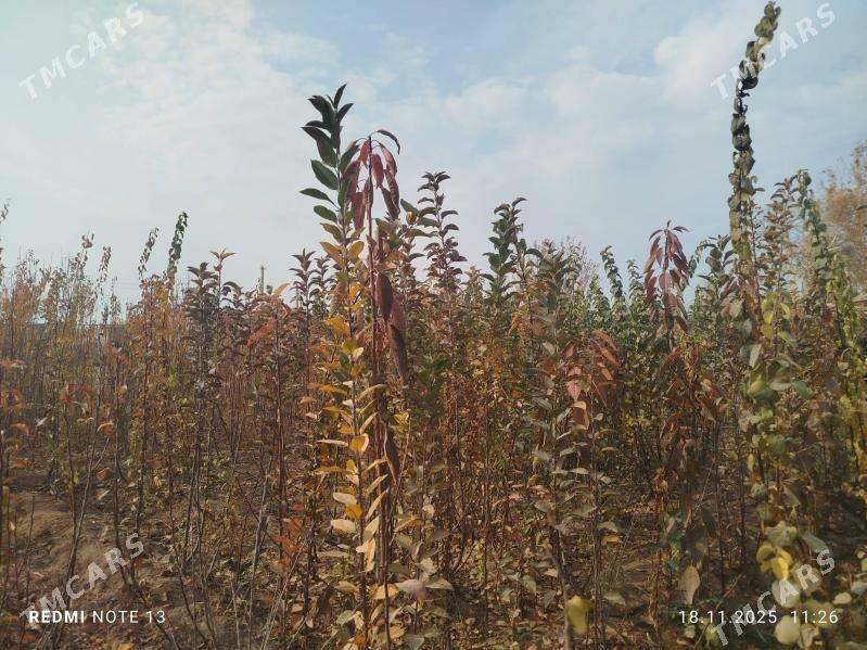 Miveli bag - Дашогуз - img 2