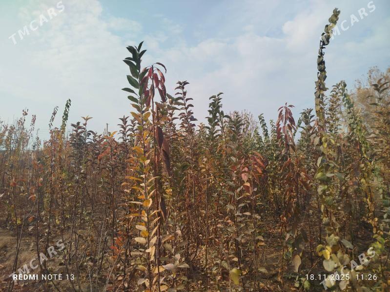 Miveli bag - Дашогуз - img 1