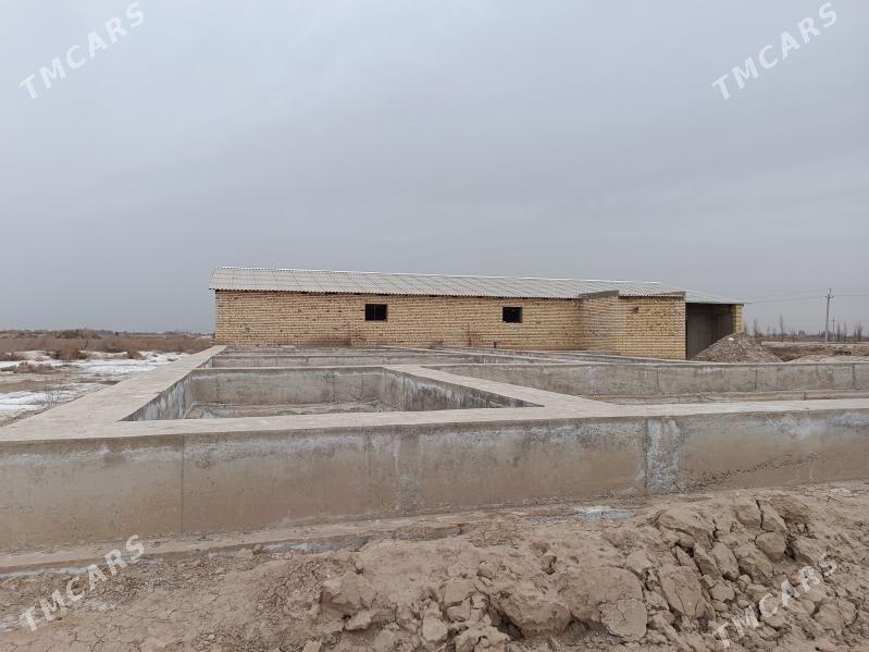 ferma - Mary - img 1