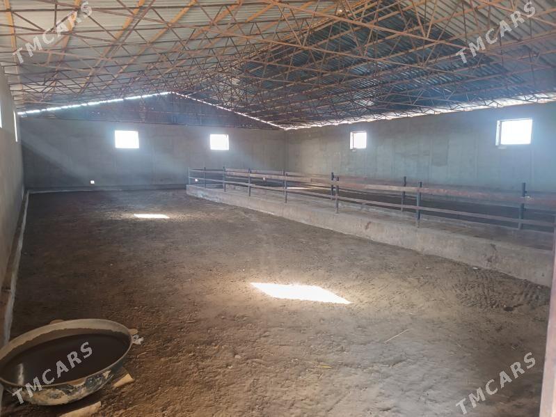 ferma - Mary - img 7