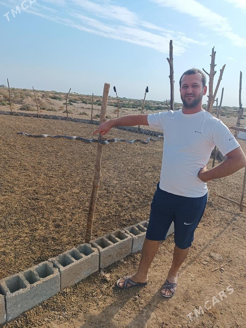 ferma - Mary - img 10